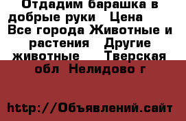 Отдадим барашка в добрые руки › Цена ­ 1 - Все города Животные и растения » Другие животные   . Тверская обл.,Нелидово г.